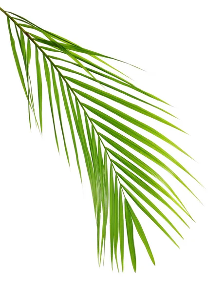 Bela folha de palmeira Sago tropical no fundo branco — Fotografia de Stock