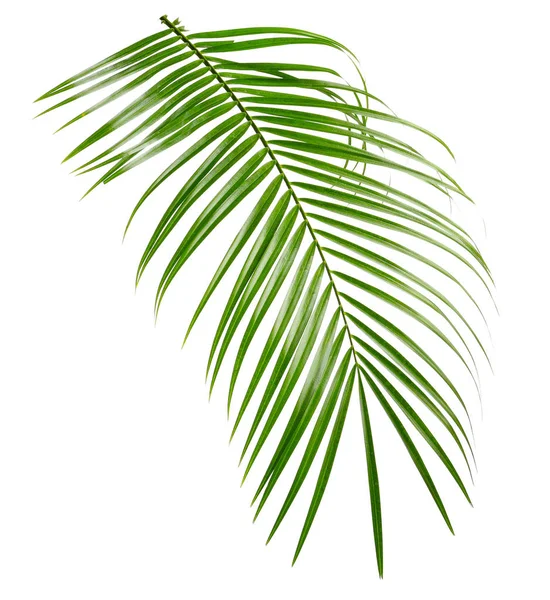 Mooie tropische Sago palm leaf op witte achtergrond — Stockfoto