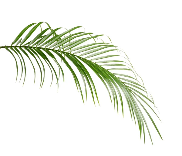 Bela folha de palmeira Sago tropical no fundo branco — Fotografia de Stock