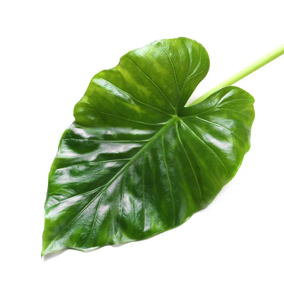 Bela folha de planta tropical Taro no fundo branco — Fotografia de Stock