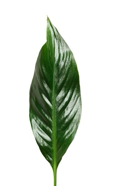 흰색 바탕에 아름 다운 열 대 Spathiphyllum 잎 — 스톡 사진