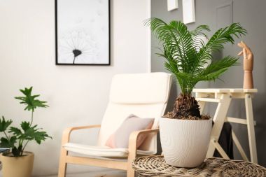 Yeşil tropikal bitki şık odaya iç yaprakları