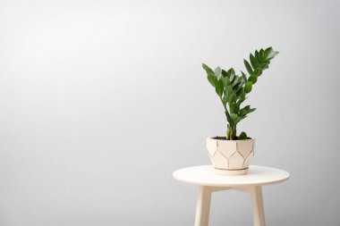 Açık renkli karşı masada yeşil yaprakları ile tropikal bitki