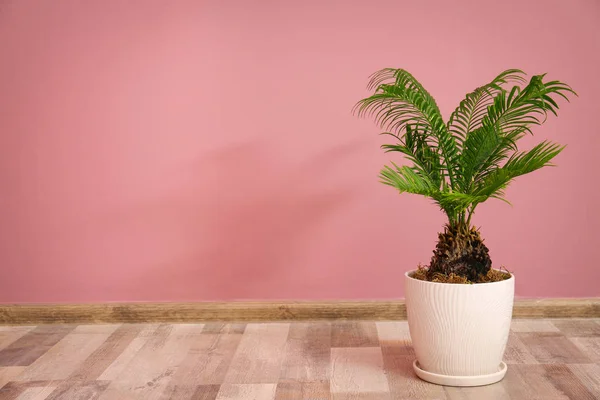 Тропічна пальма з зеленим листям у вазоні проти кольорової стіни в приміщенні — стокове фото