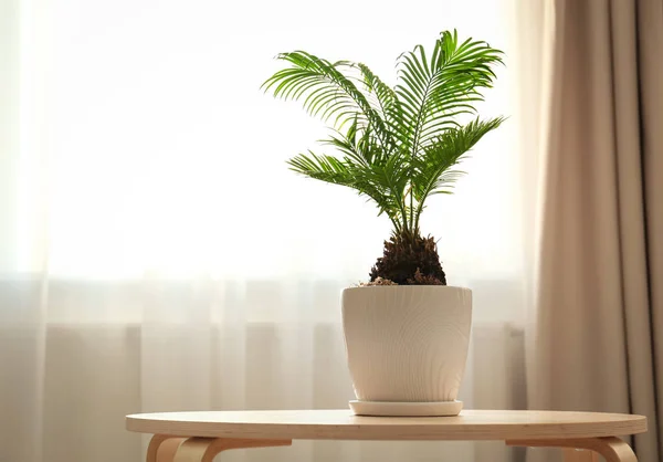 Doniczki z tropikalnych palm na stole przed okno w pomieszczeniu — Zdjęcie stockowe