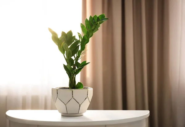 Planta tropical na mesa contra janela dentro de casa — Fotografia de Stock