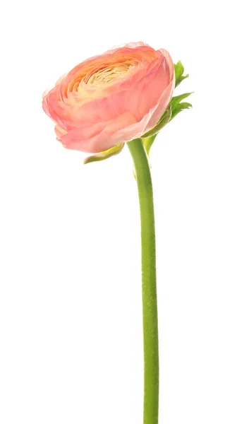 Beautiful ranunculus flower on white background — Stock Photo, Image