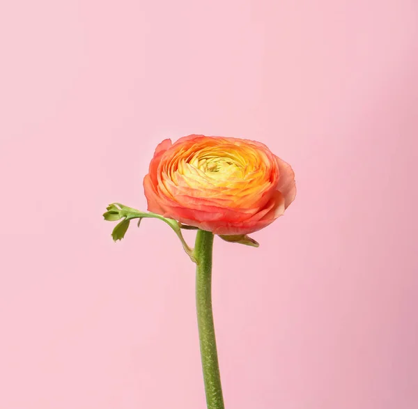 Kwiat piękny Jaskier na kolor tła — Zdjęcie stockowe