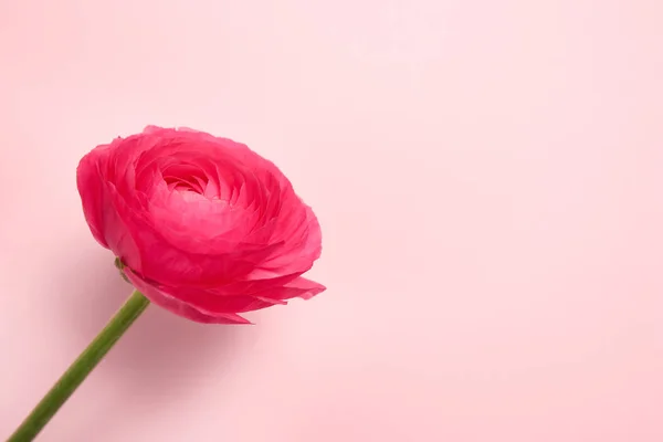 Красива квітка ранункулюса на кольоровому фоні — стокове фото