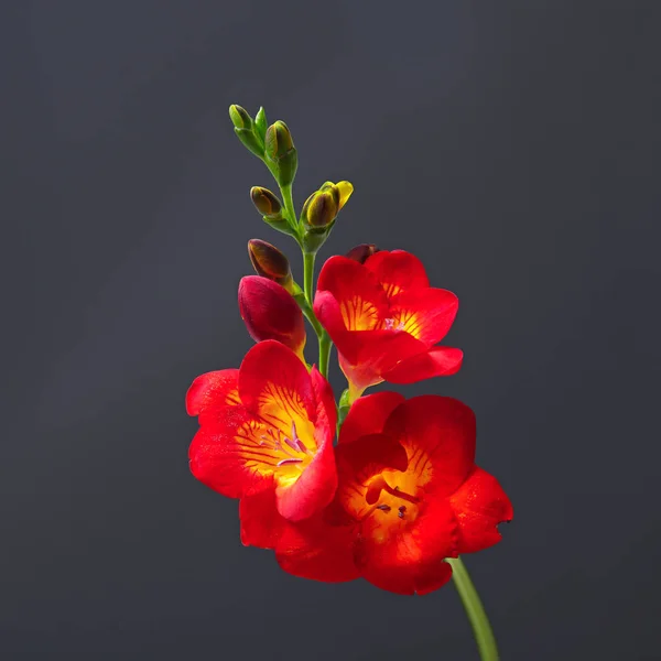 Hermosa flor de freesia sobre fondo oscuro — Foto de Stock