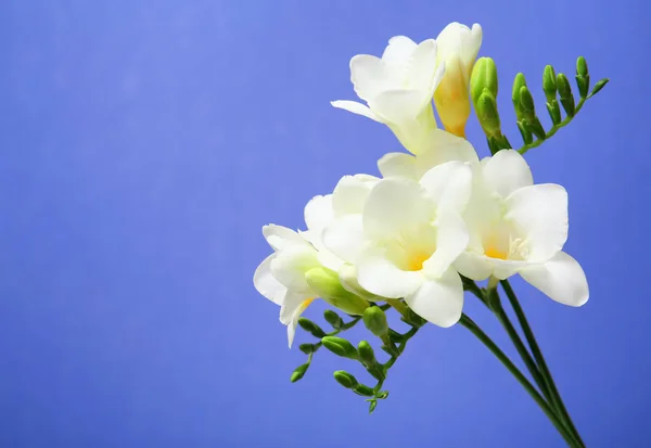 Vackra fresia blommor på färgbakgrund — Stockfoto