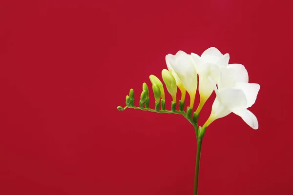 Красива квітка фрезії на кольоровому фоні — стокове фото