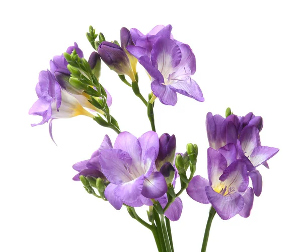 Hermosas flores de freesia sobre fondo blanco —  Fotos de Stock