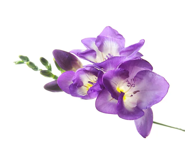 Schöne Freesia-Blume auf weißem Hintergrund — Stockfoto