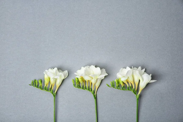 Hermosas flores de freesia sobre fondo gris — Foto de Stock