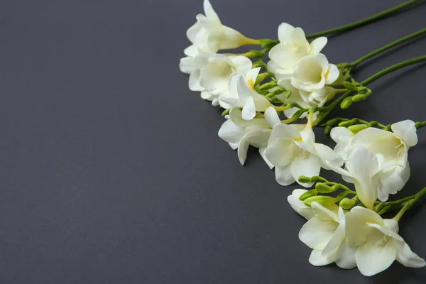 Hermosas flores de freesia sobre fondo oscuro — Foto de Stock