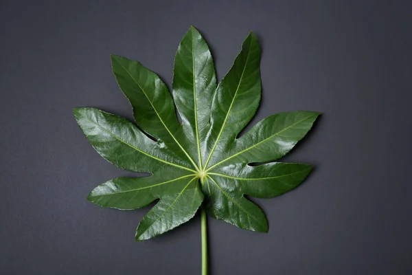 Hoja tropical grande sobre fondo oscuro — Foto de Stock