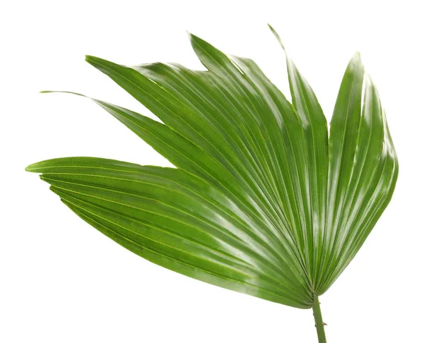 Hoja tropical verde de la palmera Livistona Rotundifolia sobre fondo blanco — Foto de Stock