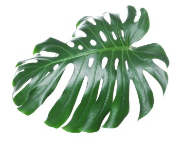 Beyaz izole tropikal monstera yaprak