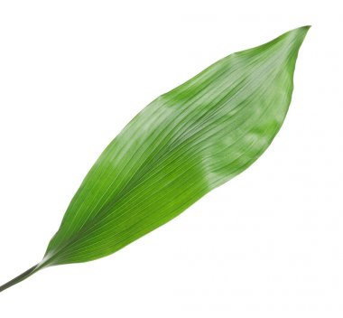 Güzel tropikal Aspidistra yaprak beyaz arka plan üzerinde