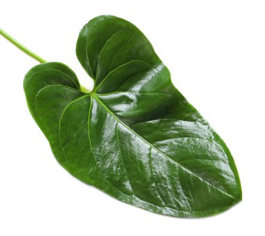 Tropikal Anthurium yaprak beyaz arka plan üzerinde