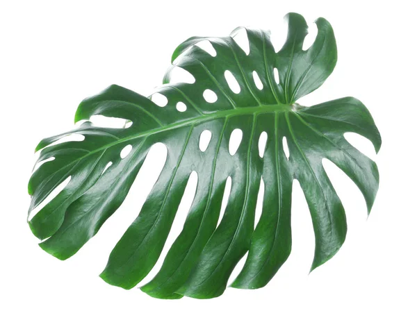 Foglia tropicale monstera isolata su bianco — Foto Stock