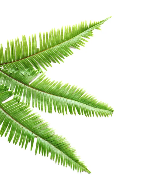 Tropical Fern leaves on white background — Stock Photo, Image