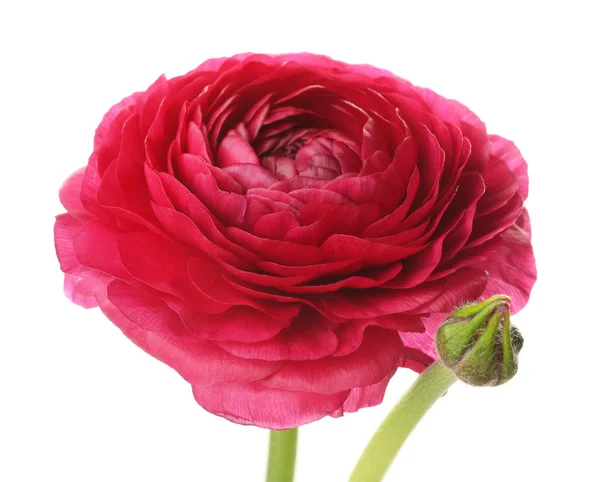 Beautiful ranunculus flower on white background — Stock Photo, Image