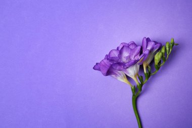 Renk arka plan üzerinde güzel Frezya