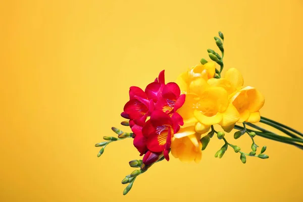 Bouquet with beautiful freesia flowers on color background — Stock Photo, Image