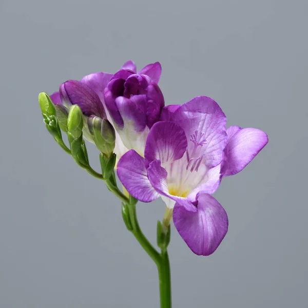 Красивый цветок фрезии на сером фоне — стоковое фото