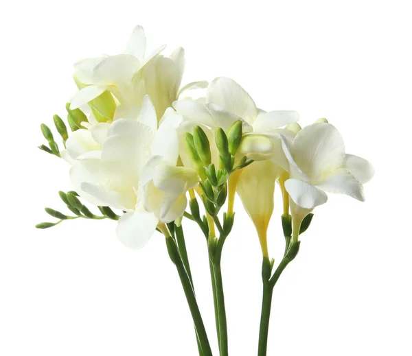 Lindas flores freesia no fundo branco — Fotografia de Stock