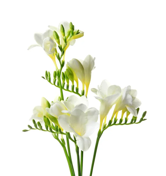 Schöne Freesia-Blumen auf weißem Hintergrund — Stockfoto