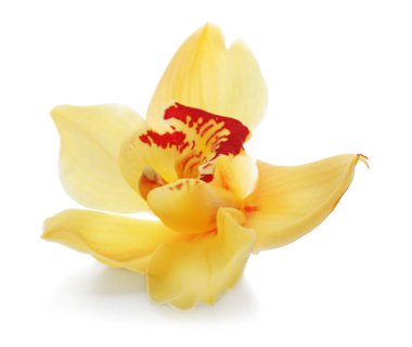 Beyaz arkaplanda güzel bir çiçek