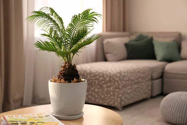 Panela de flores com palmeira tropical na mesa dentro de casa — Fotografia de Stock