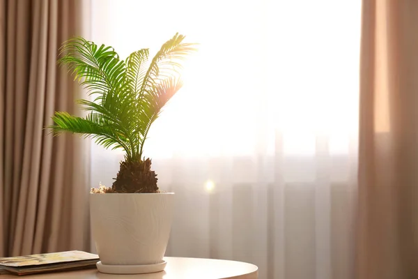 Pot bunga dengan pohon palem tropis di atas meja terhadap jendela di dalam ruangan — Stok Foto