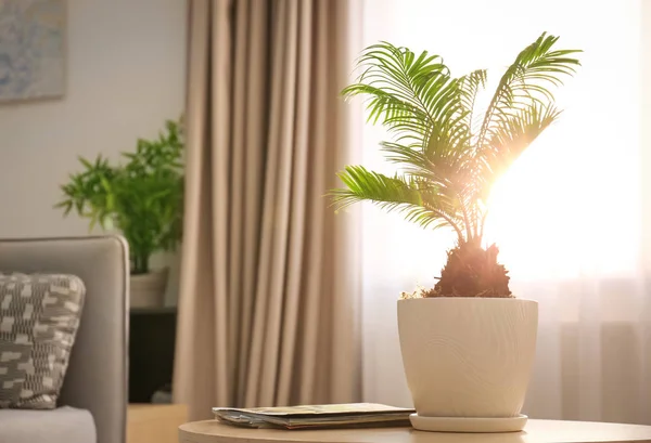Pot bunga dengan pohon palem tropis di atas meja terhadap jendela di dalam ruangan — Stok Foto