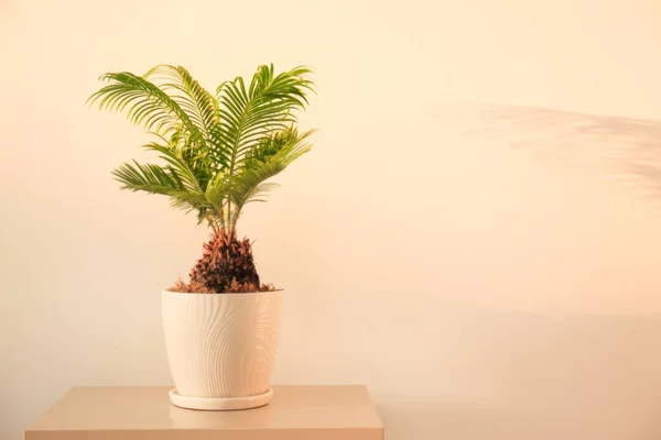Palmier tropical avec des feuilles vert vif sur fond clair — Photo