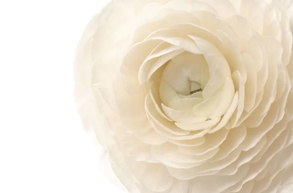 Beyaz arka plan üzerinde güzel Düğünçiçeği çiçek — Stok fotoğraf