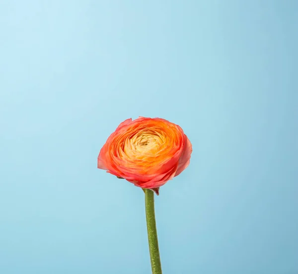 Mooie ranunculus bloem op kleur achtergrond — Stockfoto