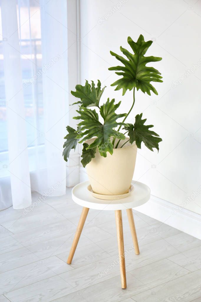 Tropical philodendron with big leaves on table indoors