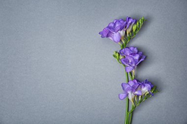 Gri arkaplanda güzel frezya çiçekleri