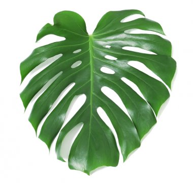 Beyaz izole tropikal monstera yaprak