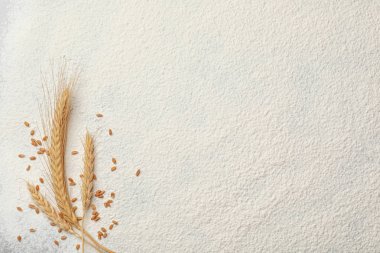 Spikelets ve tahıl buğday unu üzerinde