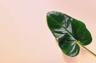 Güzel tropikal Anthurium yaprağına renk arka plan, üstten görünüm