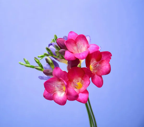 美丽的小苍兰花色彩背景 — 图库照片