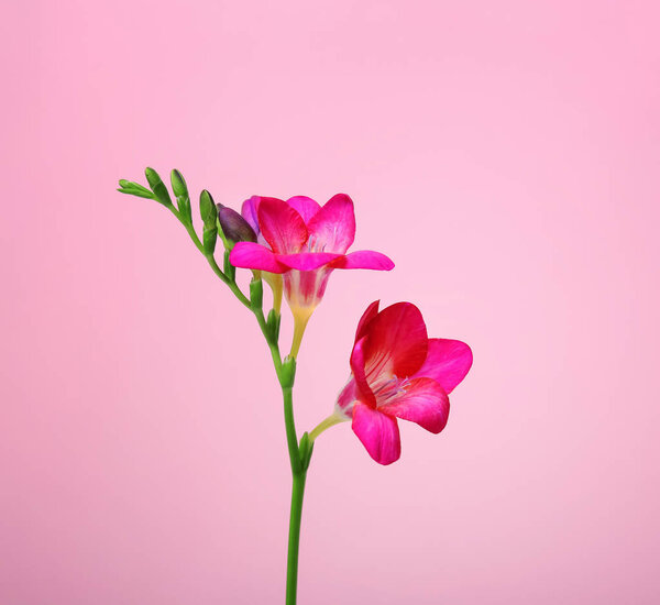 Beautiful freesia flower on color background