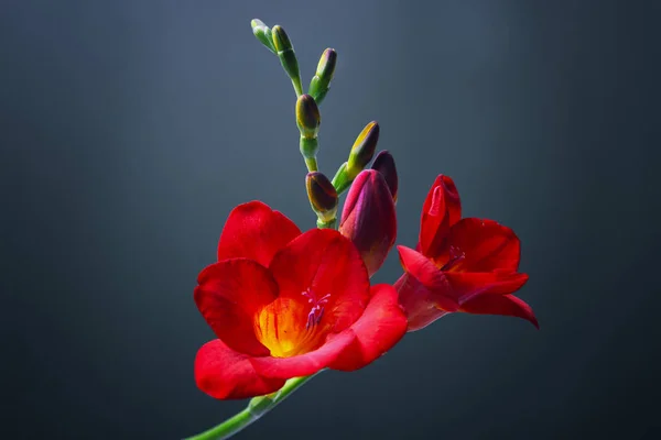 Beautiful freesia flower on dark background
