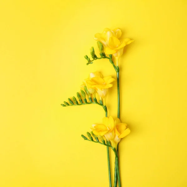 Bellissimi fiori fresia su sfondo a colori — Foto Stock