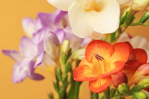 Красиві квіти фрезії, крупним планом — стокове фото